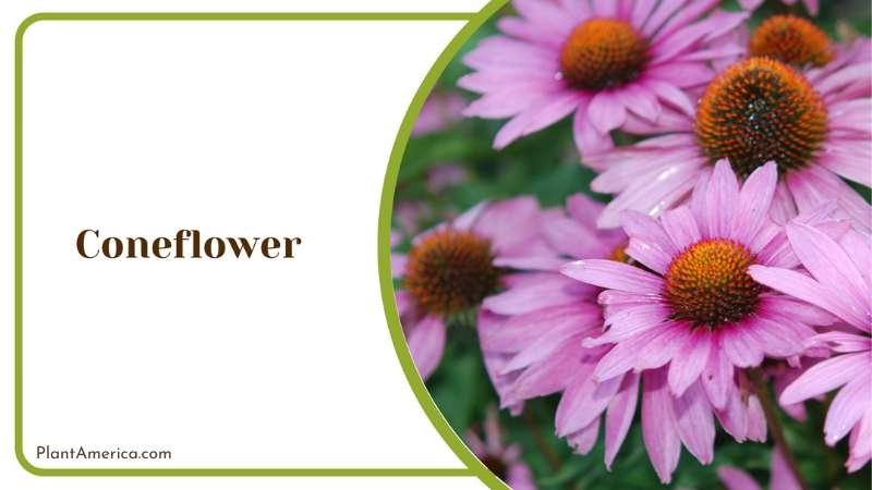 Coneflower Pink Plant America Coneflower Pink Plant America