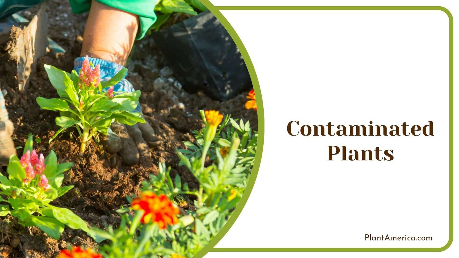 Contaminated Plants in Garden Plant America