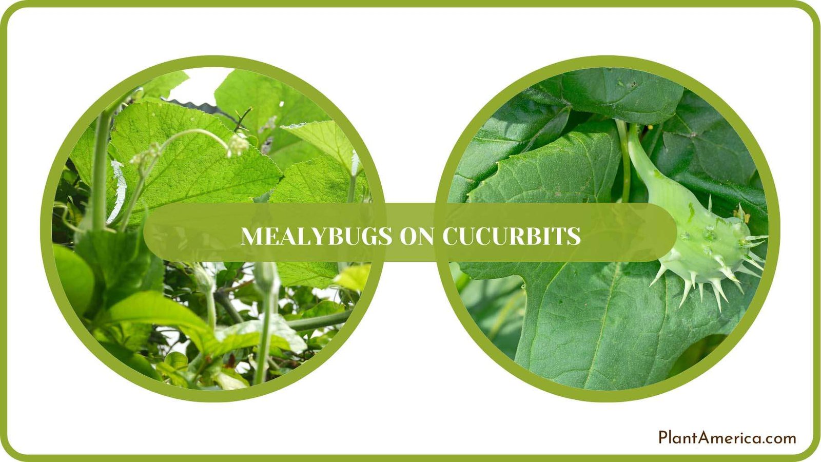 Control Mealybugs on Cucurbits Plant America