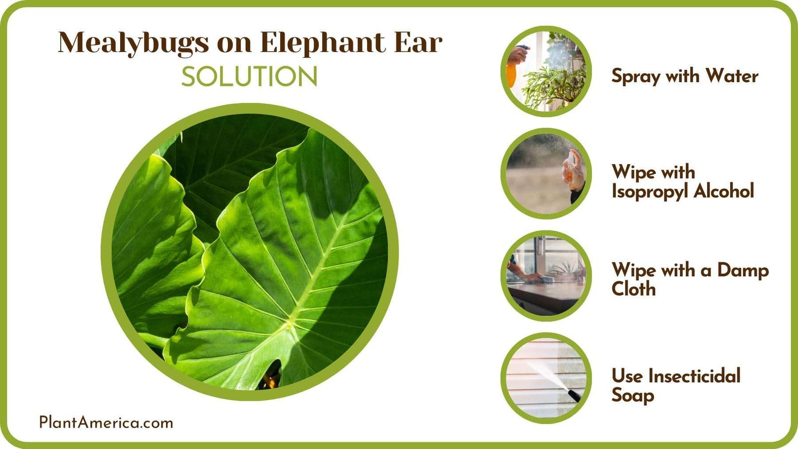 Control Pest on an Elephant Ear Plant Plant America