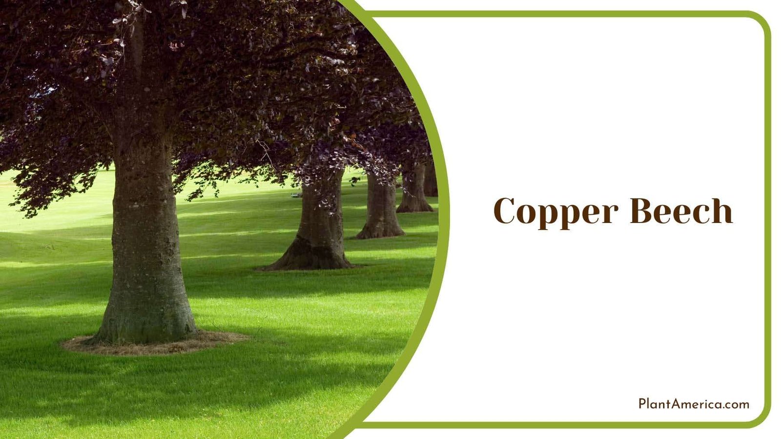 Copper Beech Tree Plant America Copper Beech Tree Plant America