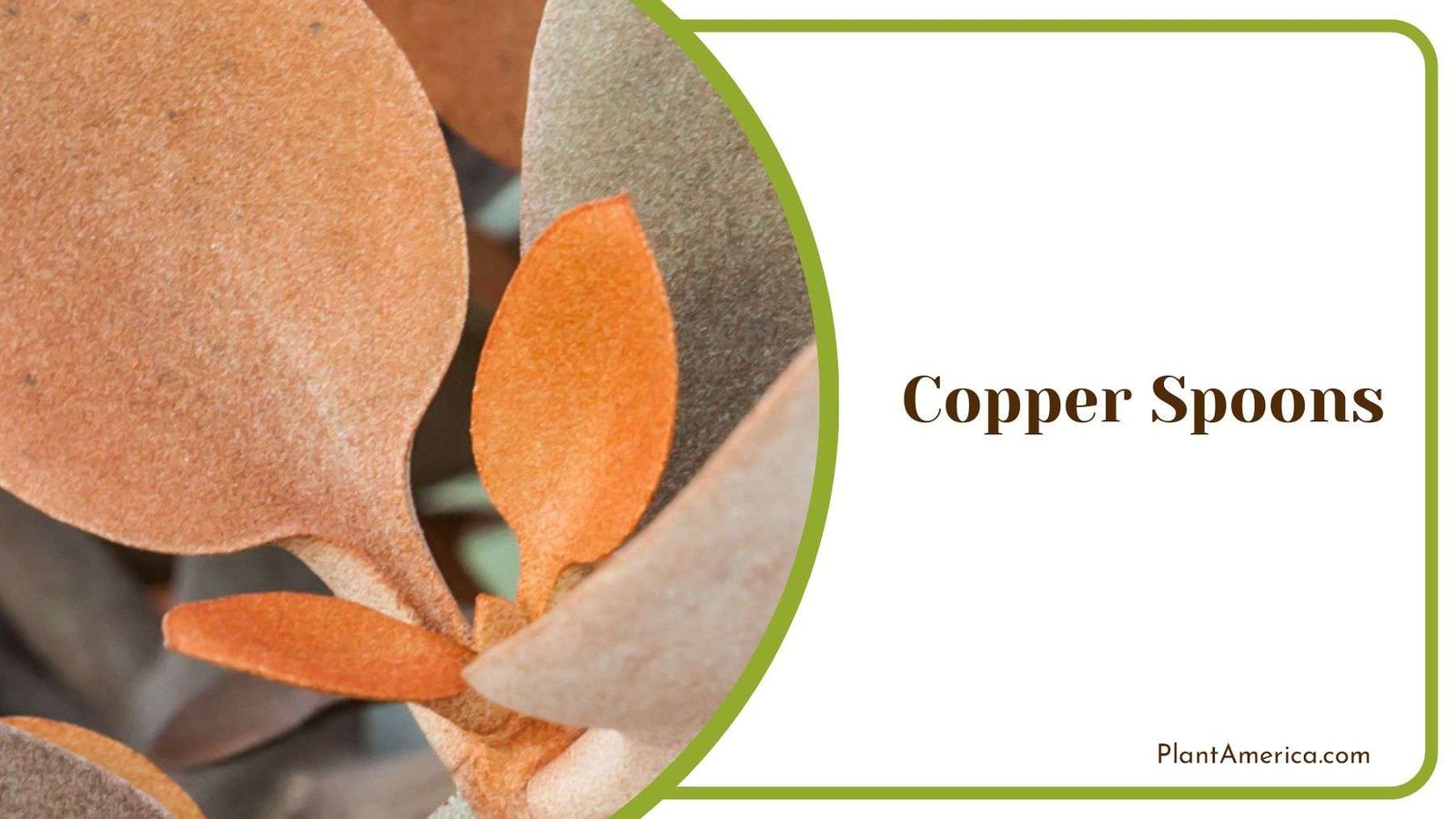 Copper Spoons Leaf Type Plant America