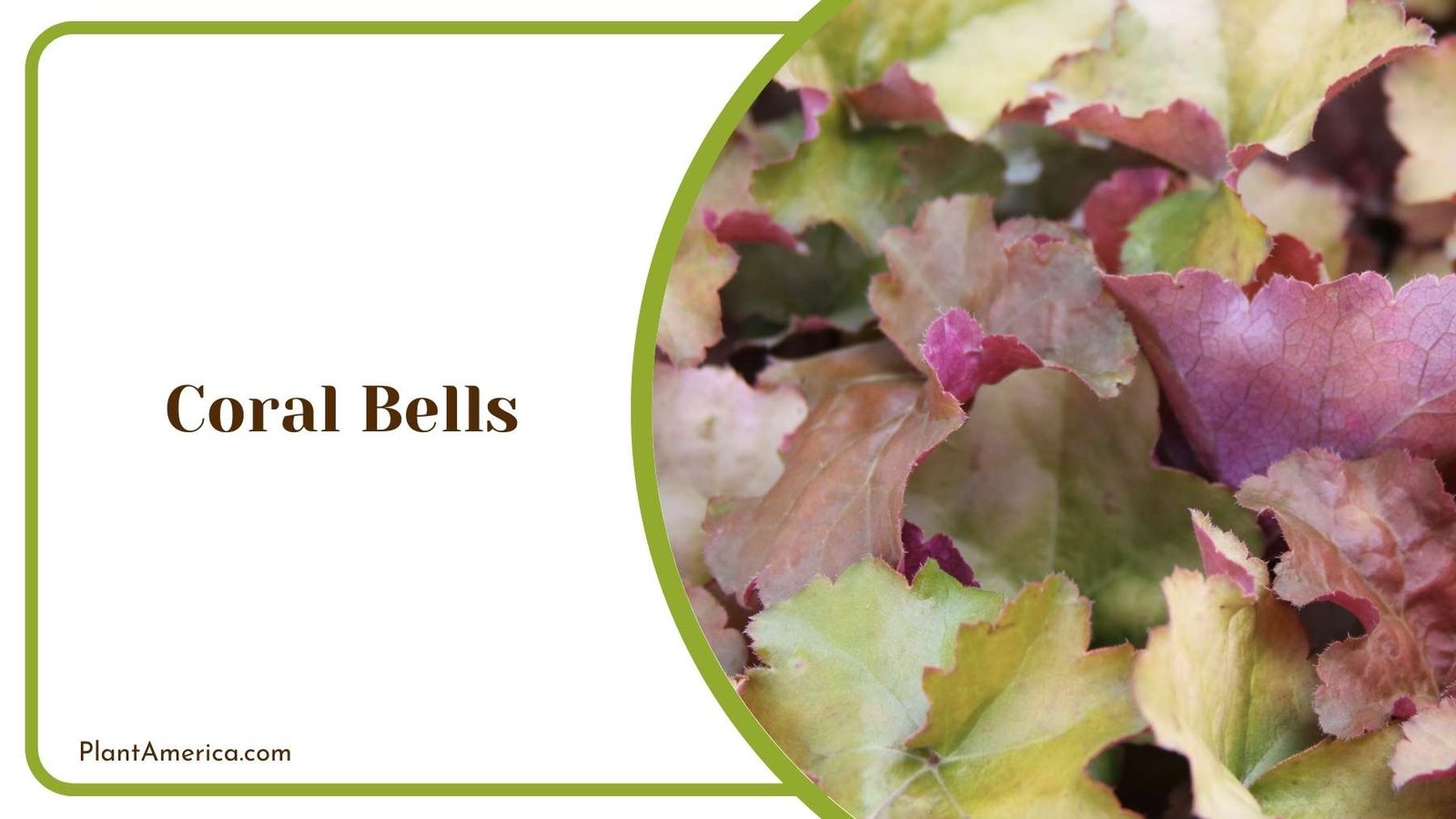 Coral Bells Leaves Plant America