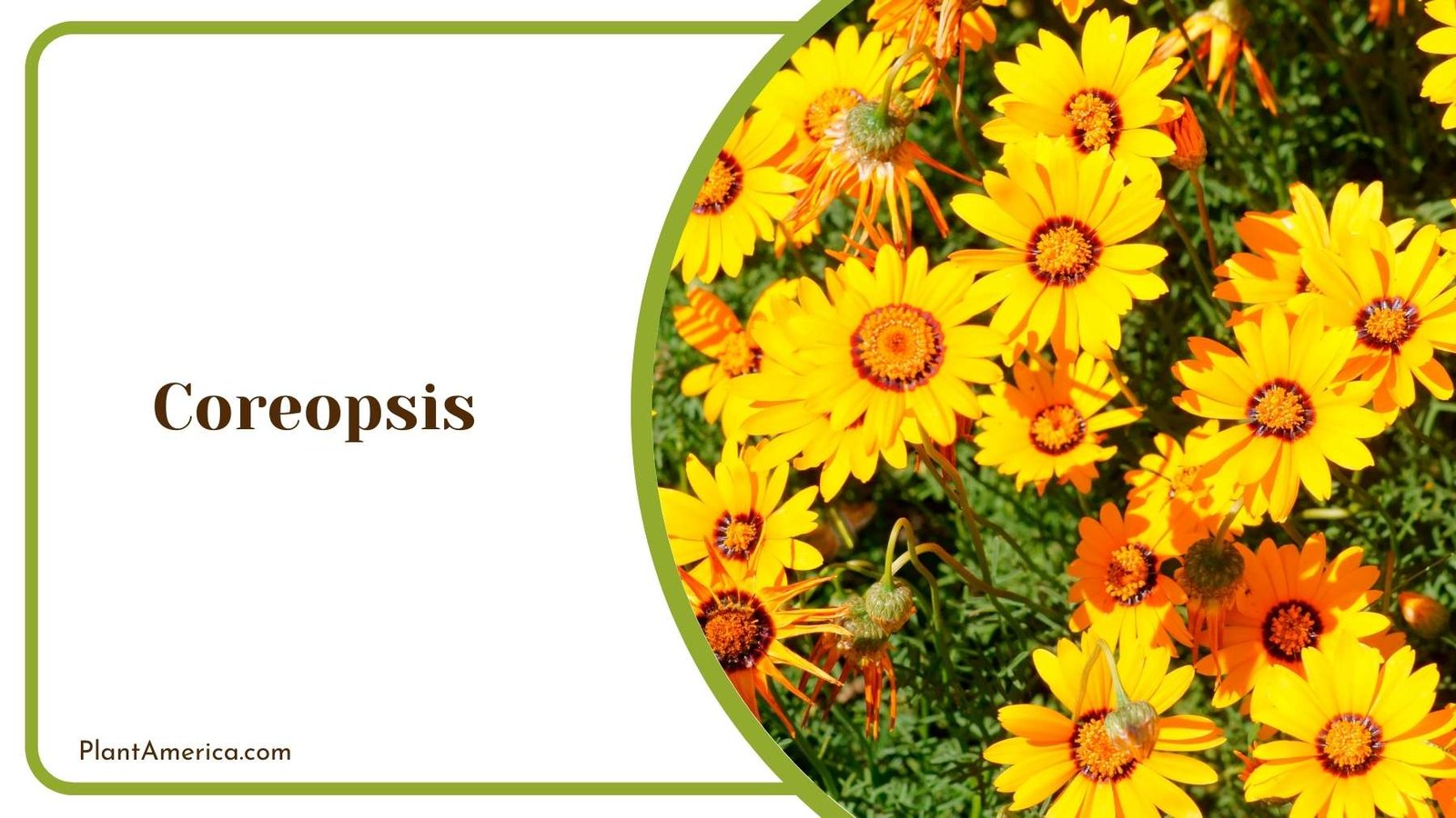 Coreopsis Closer Look Plant America