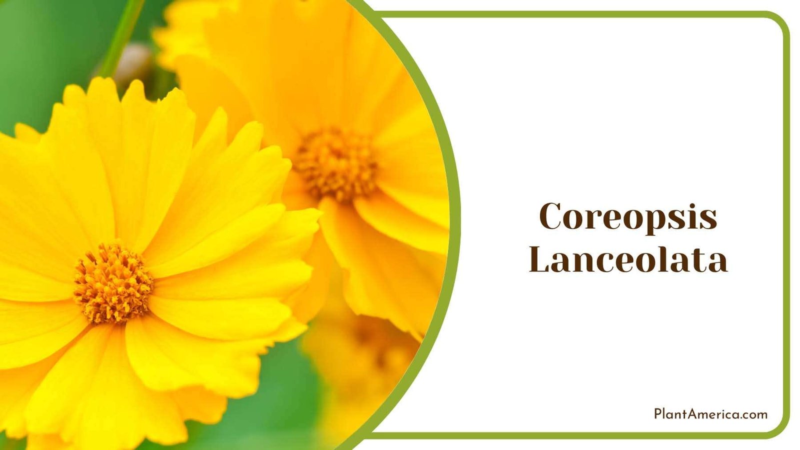 Coreopsis Lanceolata Vibrant Flowers Plant America