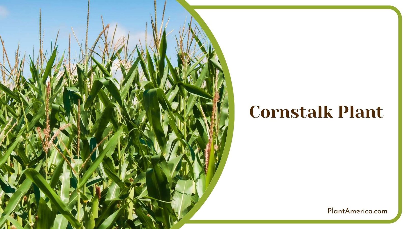 Cornstalk Plant Farm In a Shot Plant America Cornstalk Plant Farm In a Shot Plant America