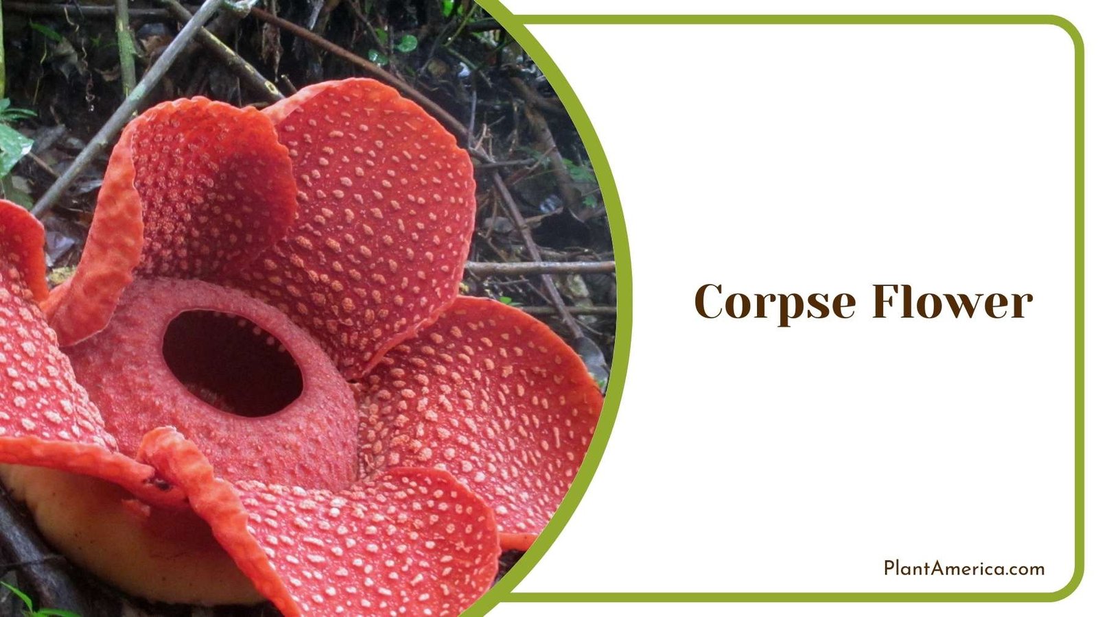 Corpse Flower In Jungle Plant America