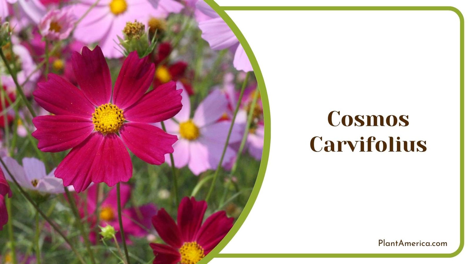 Cosmos Carvifolius Flowers Plant America Cosmos Carvifolius Flowers Plant America