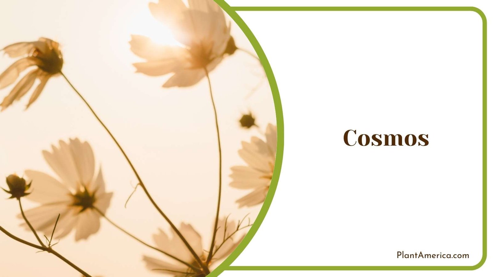 Cosmos Flowers Plant America