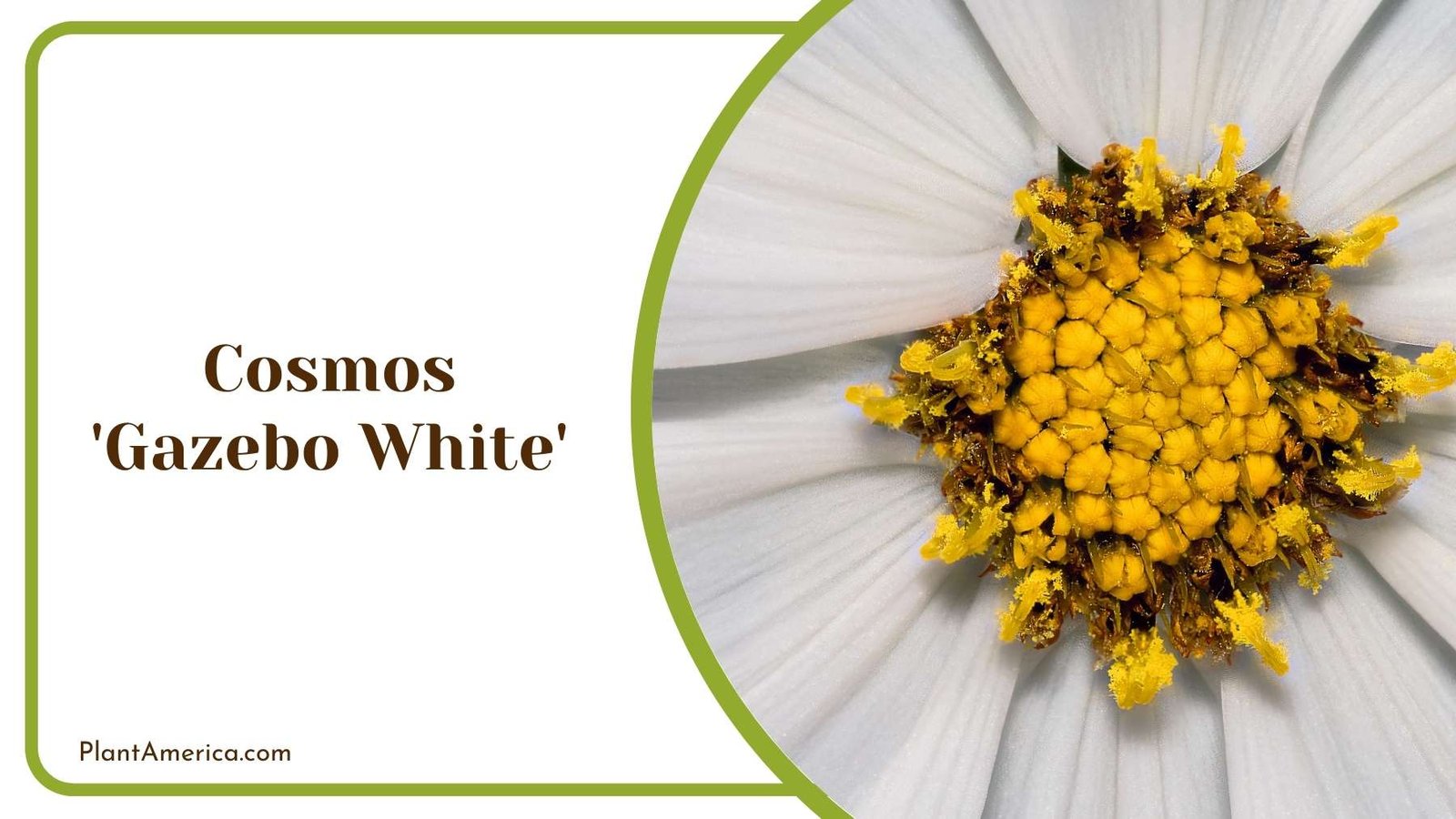 Cosmos Gazebo White From Closer Shot Plant America