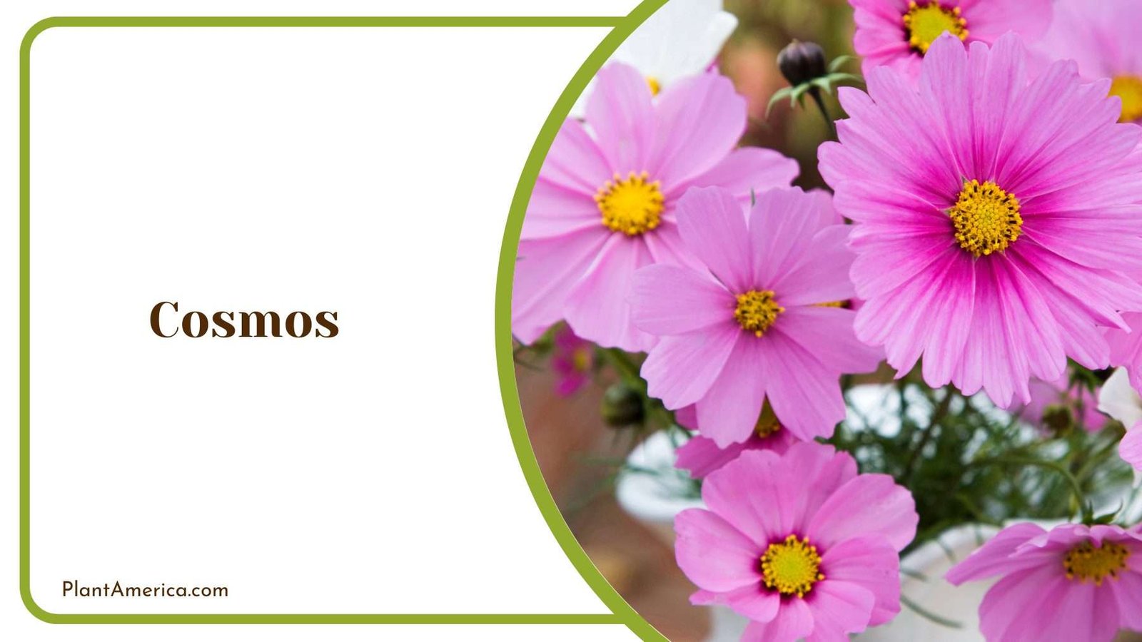 Cosmos In a Picture Plant America