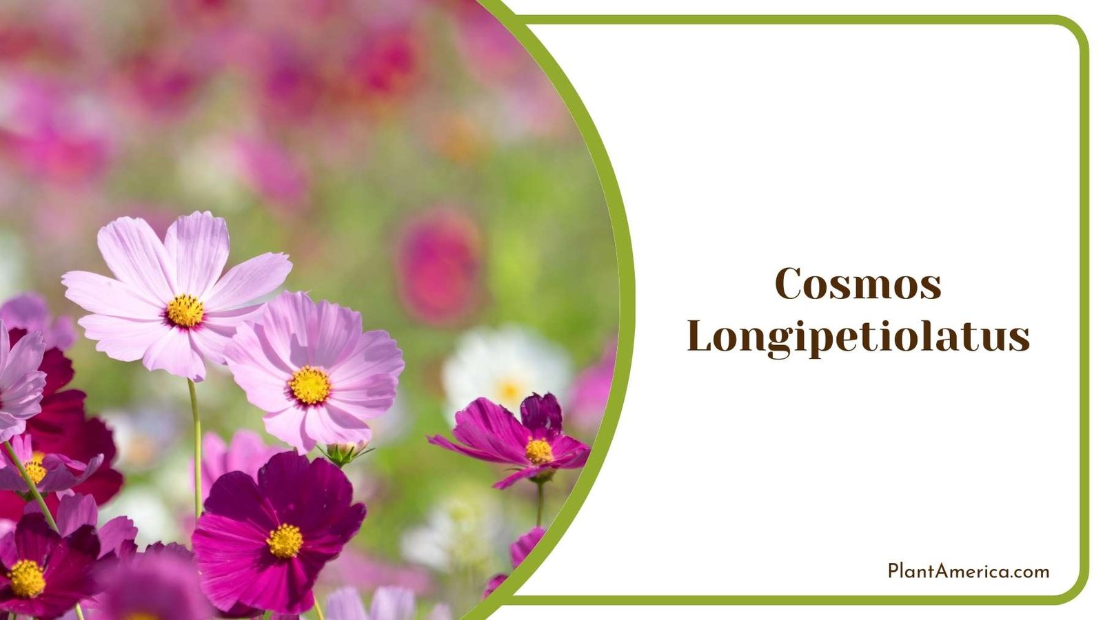 Cosmos Longipetiolatus In an Image Plant America Cosmos Longipetiolatus In an Image Plant America