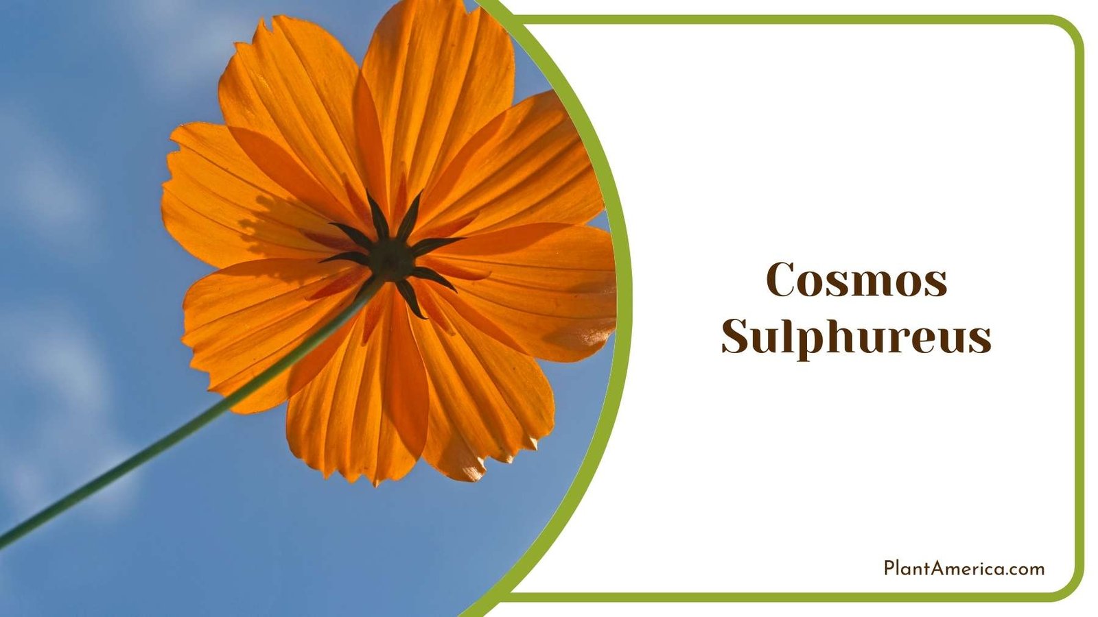 Cosmos Sulphureus Plant America Cosmos Sulphureus Plant America