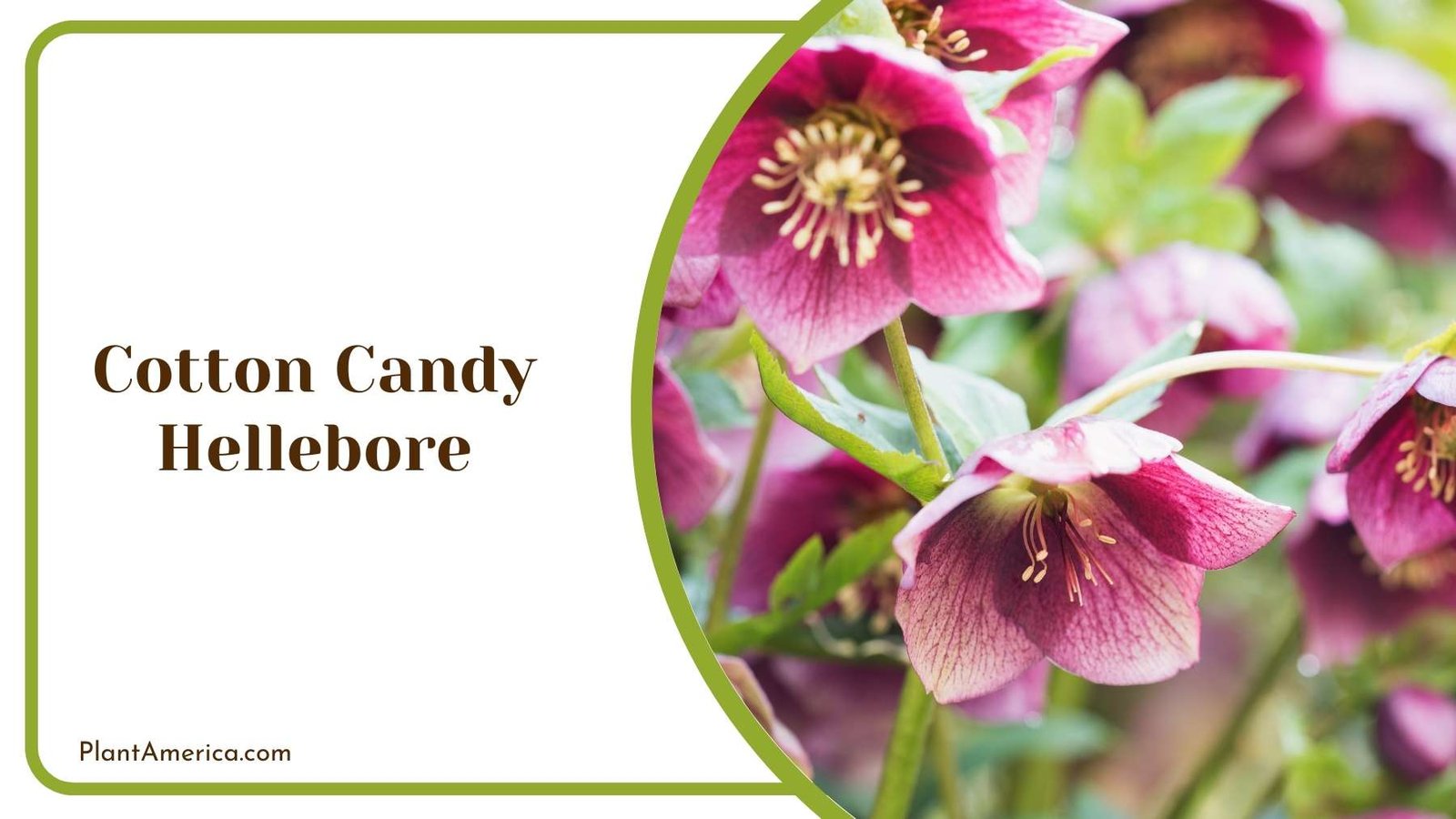 Cotton Candy Hellebore Plant America