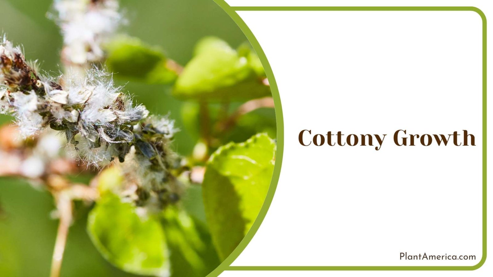 Cottony Growth on Plants Plant America