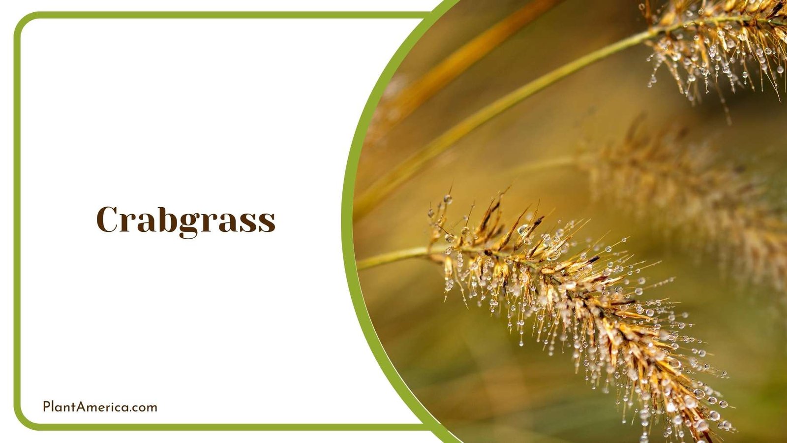 Crabgrass Plant Plant America