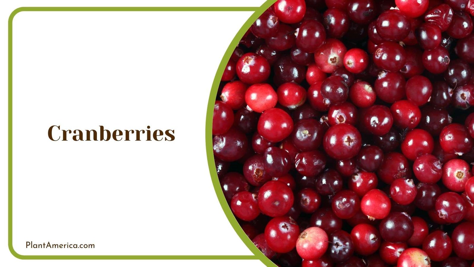 Cranberries In a Box Plant America