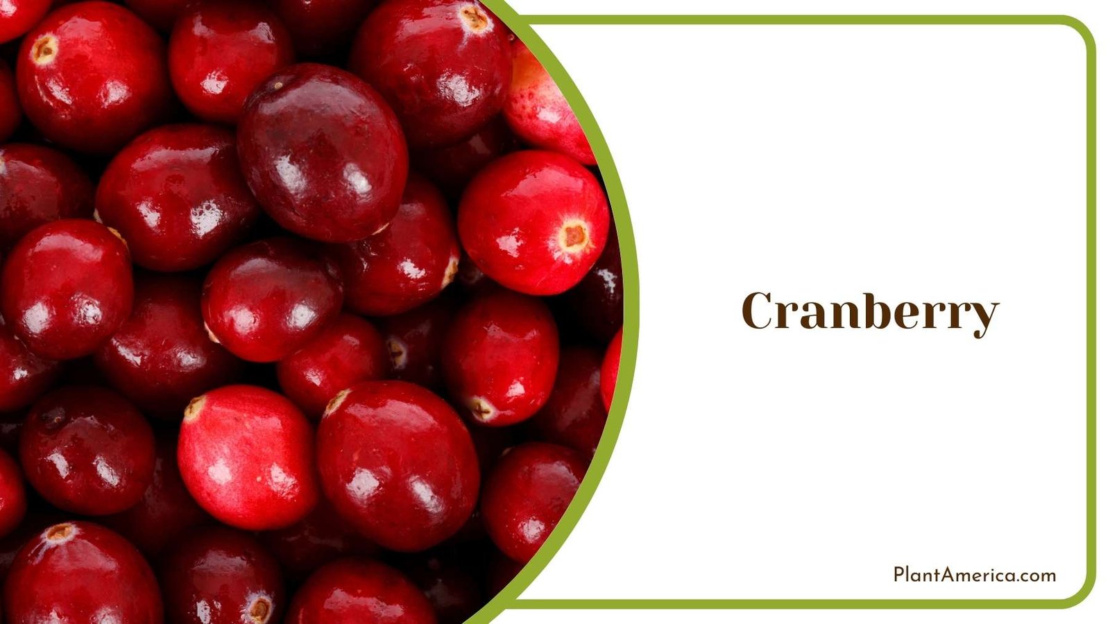 Cranberry Close Image Plant America
