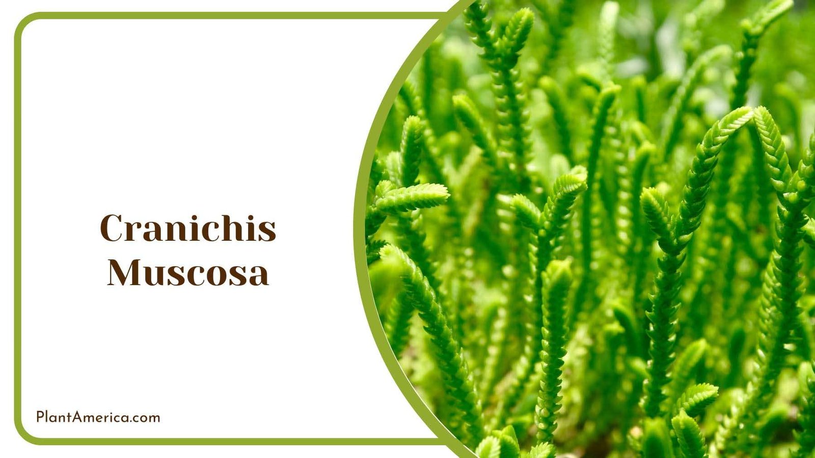 Cranichis Muscosa In Sunlight Plant America