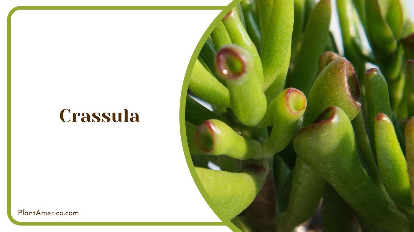 Crassula as Indoor Plant Plant America
