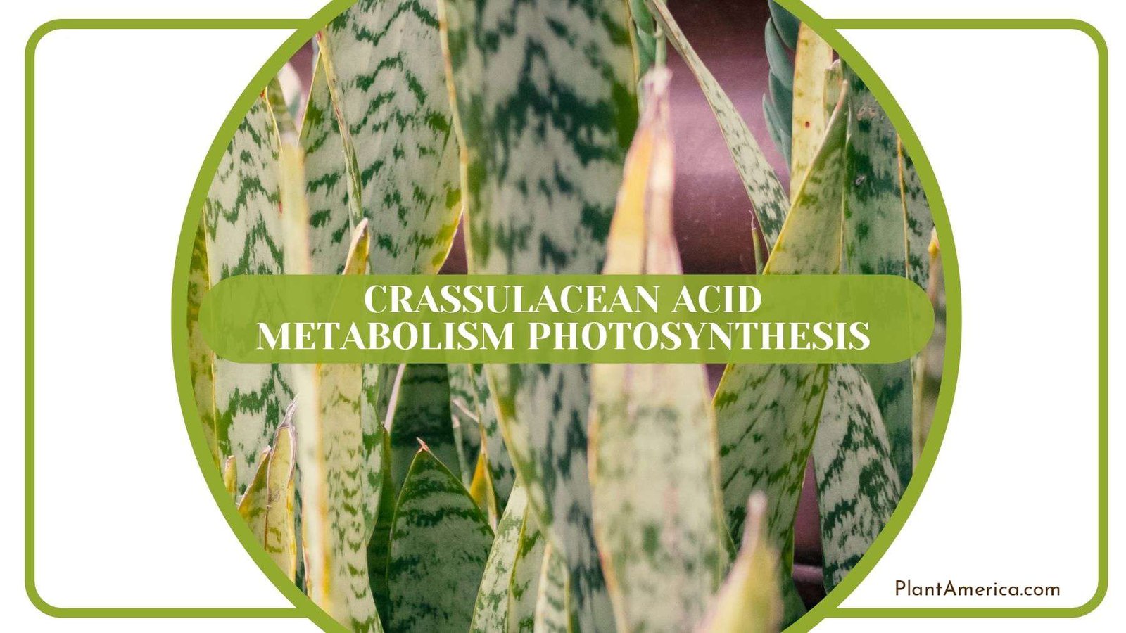 Crassulacean Acid Metabolism Photosynthesis PlantAmerica Crassulacean Acid Metabolism Photosynthesis PlantAmerica