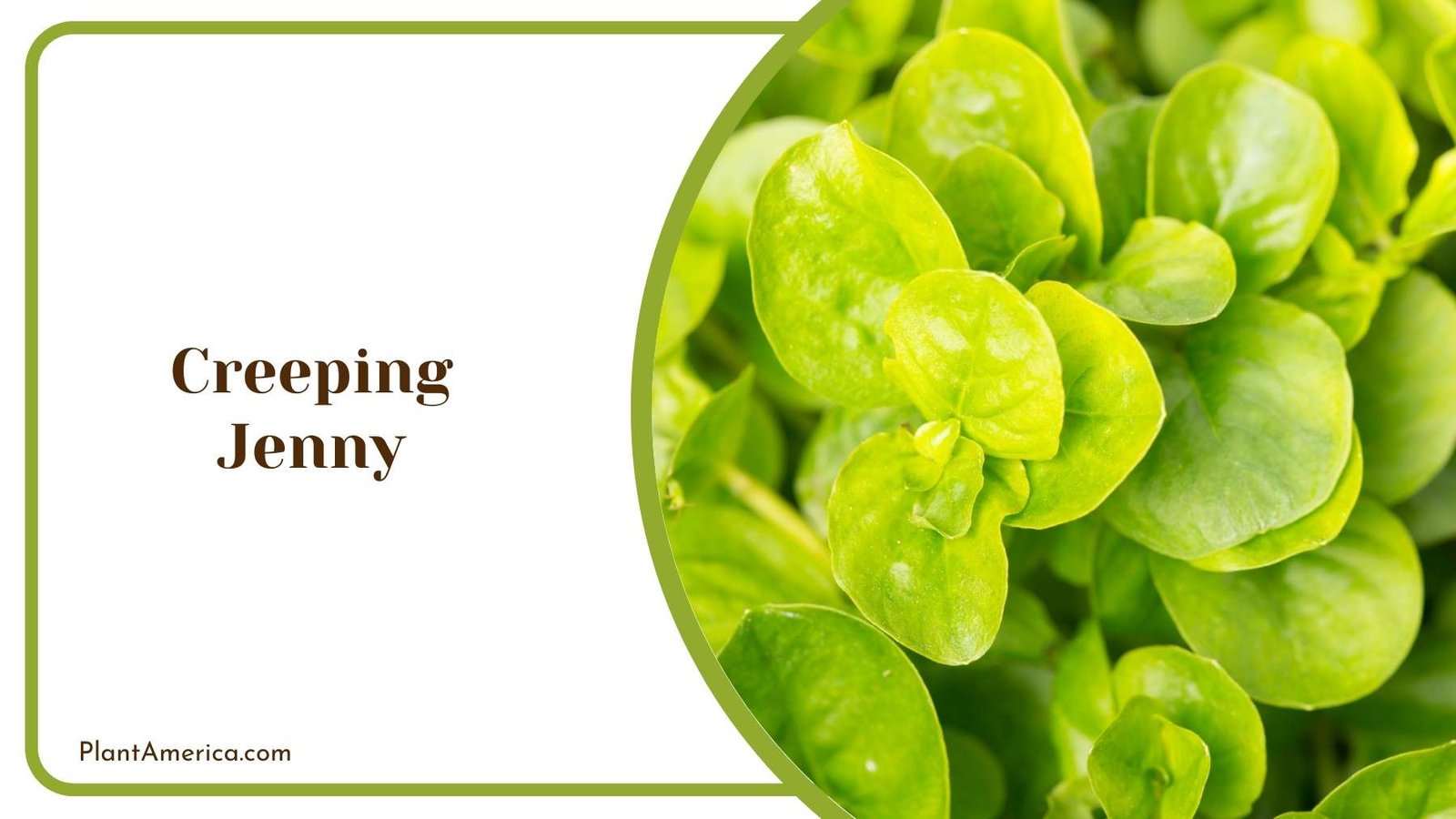 Creeping Jenny In a Picture Plant America