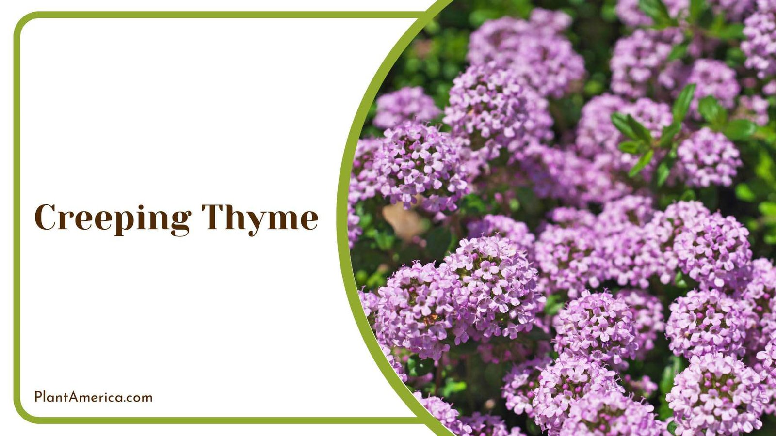 Creeping Thyme On Sun Plant America