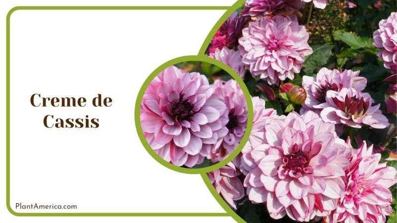 Creme de Cassis Blossoms Plant America