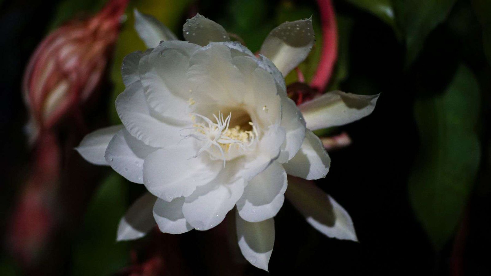 Crenatum Specific Needs Plant America