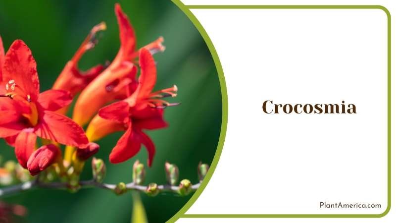 Crocosmia Blooms Plant America Crocosmia Blooms Plant America
