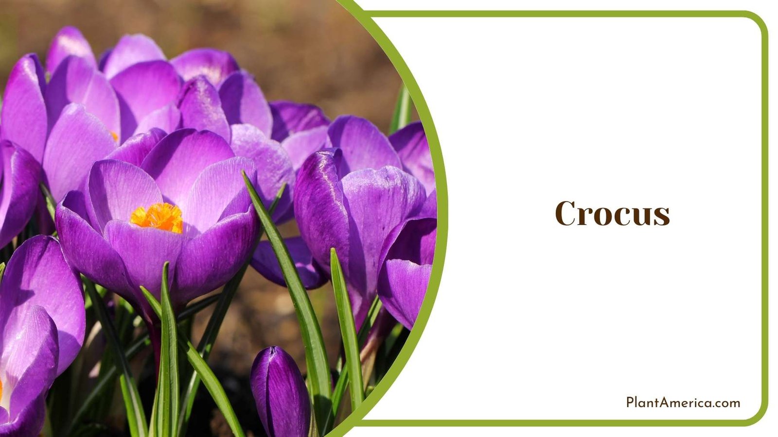 Crocus In Nature Plant America