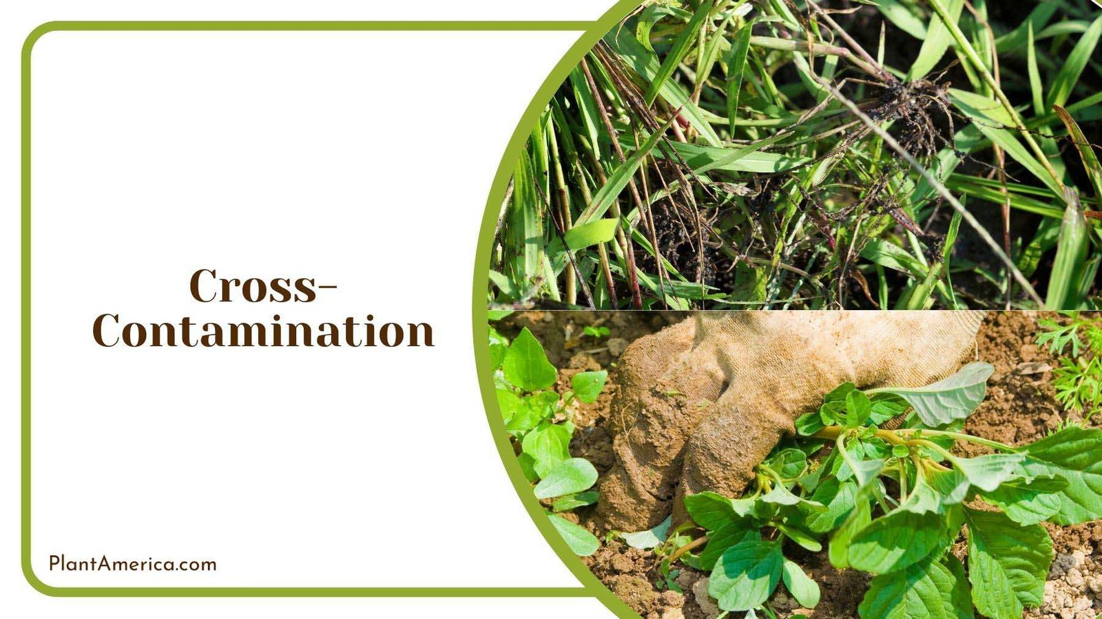Cross Contamination of Weeds Plant America
