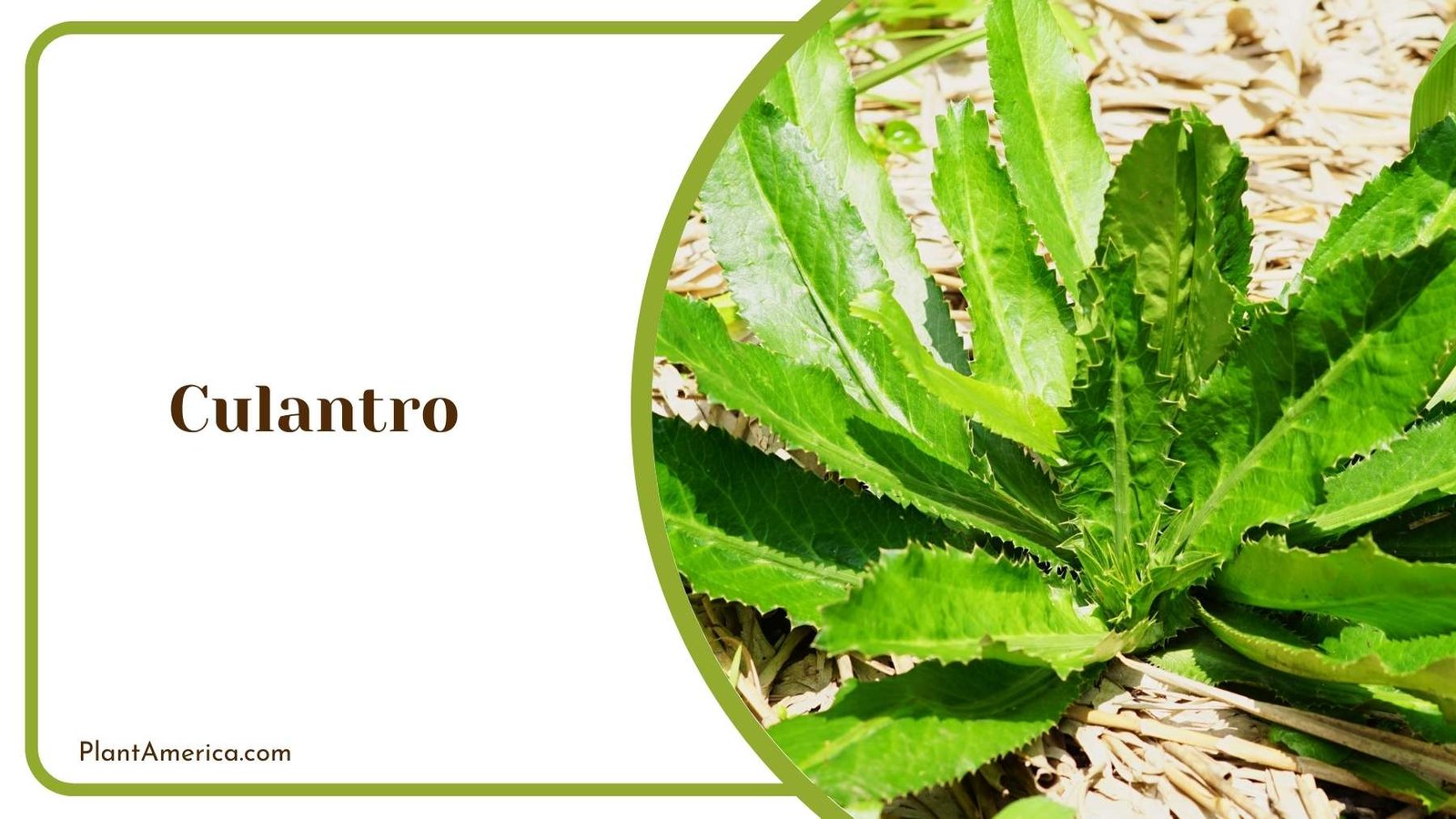 Culantro Lovely Plant In Desert Plant America