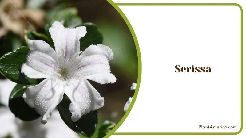 Cultivating Serissa Indoor Plant America