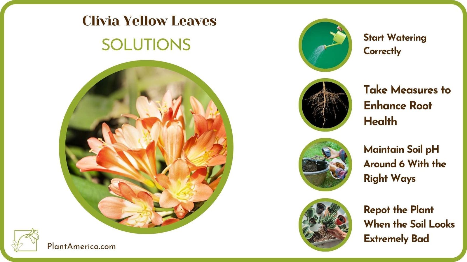 Cures For Clivia Yellow Leaves Plant America