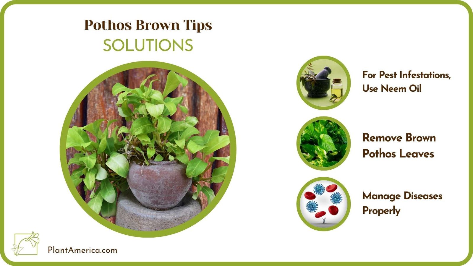 Cures For Pothos Brown Tips Plant America