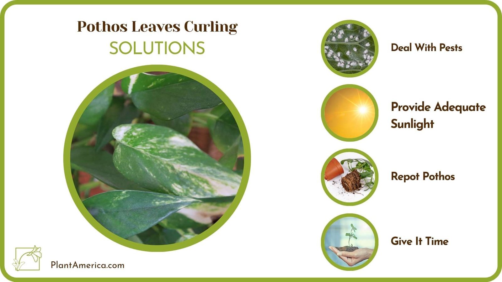 Cures For Pothos Leaves Curling Plant America