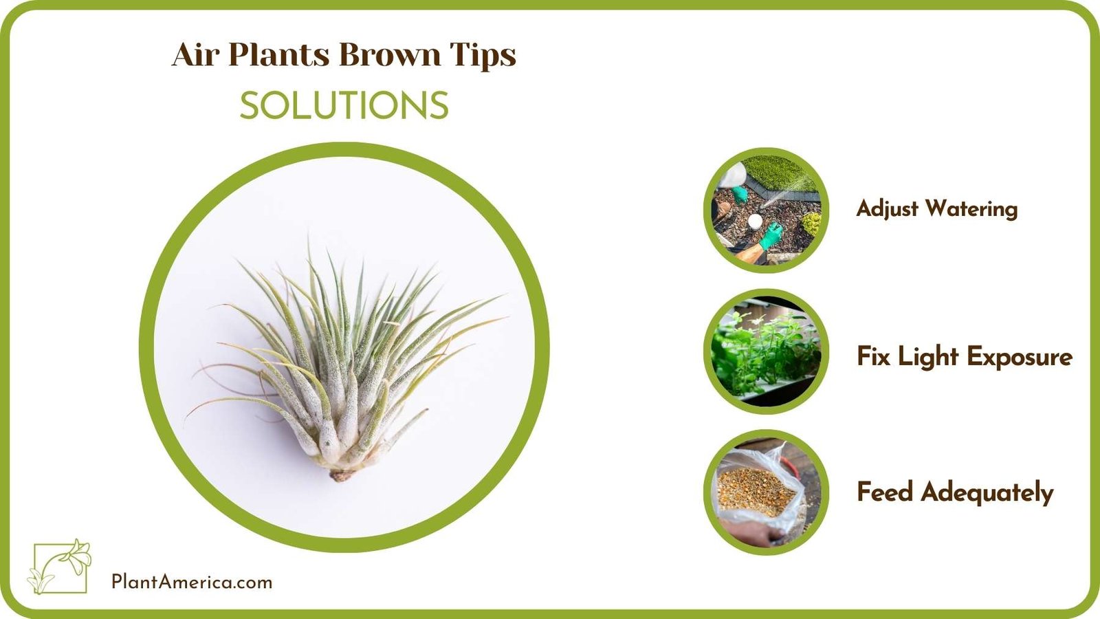 Cures Of Air Plants Brown Tips Plant America