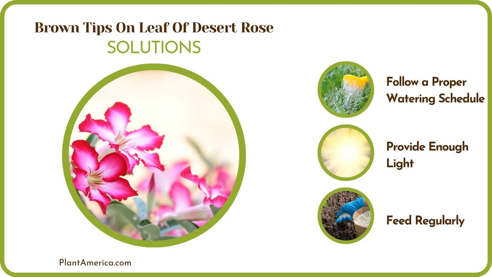 Cures Of Brown Tips On Leaf Of Desert Rose Plant America
