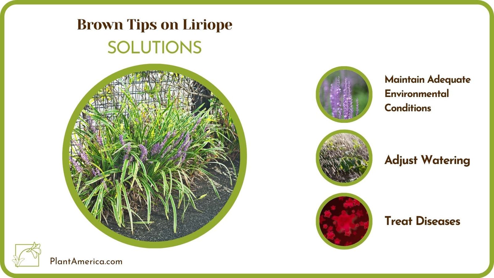 Cures Of Brown Tips on Liriope Plant America