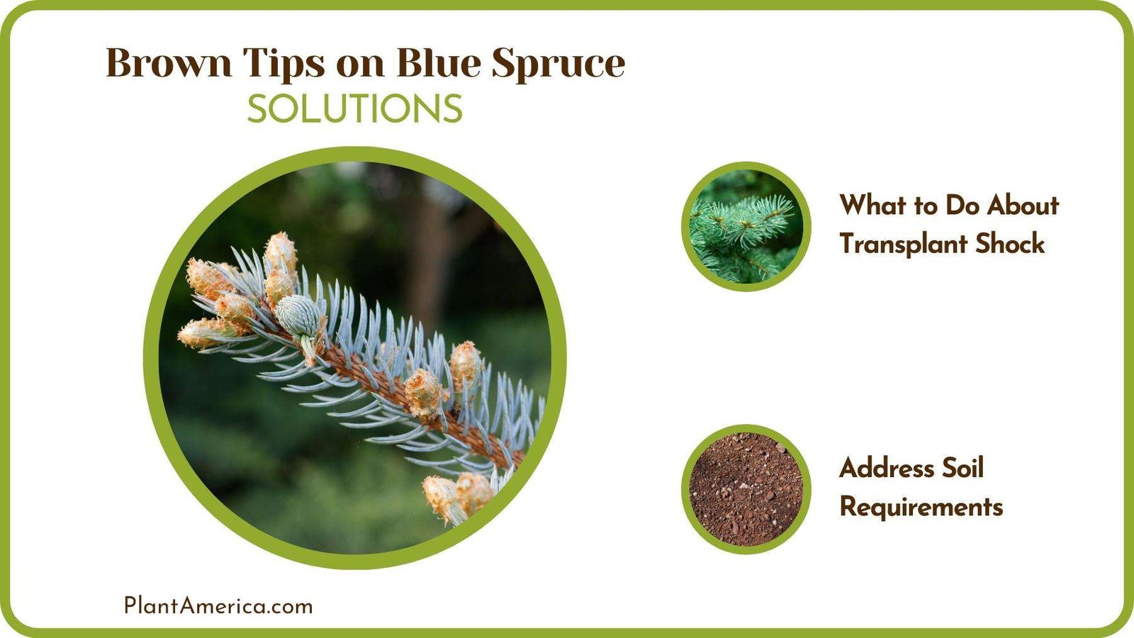 Cures of Brown Tips on Blue Spruce Plant America Cures of Brown Tips on Blue Spruce Plant America