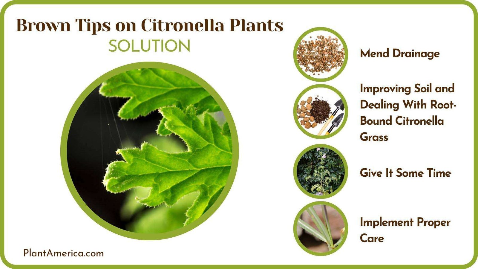 Cures of Brown Tips on Citronella Plants Plant America