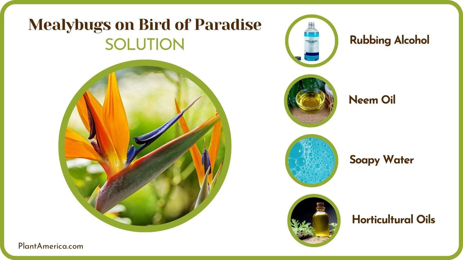Cures of Mealybugs on Bird of Paradise Plant America Cures of Mealybugs on Bird of Paradise Plant America