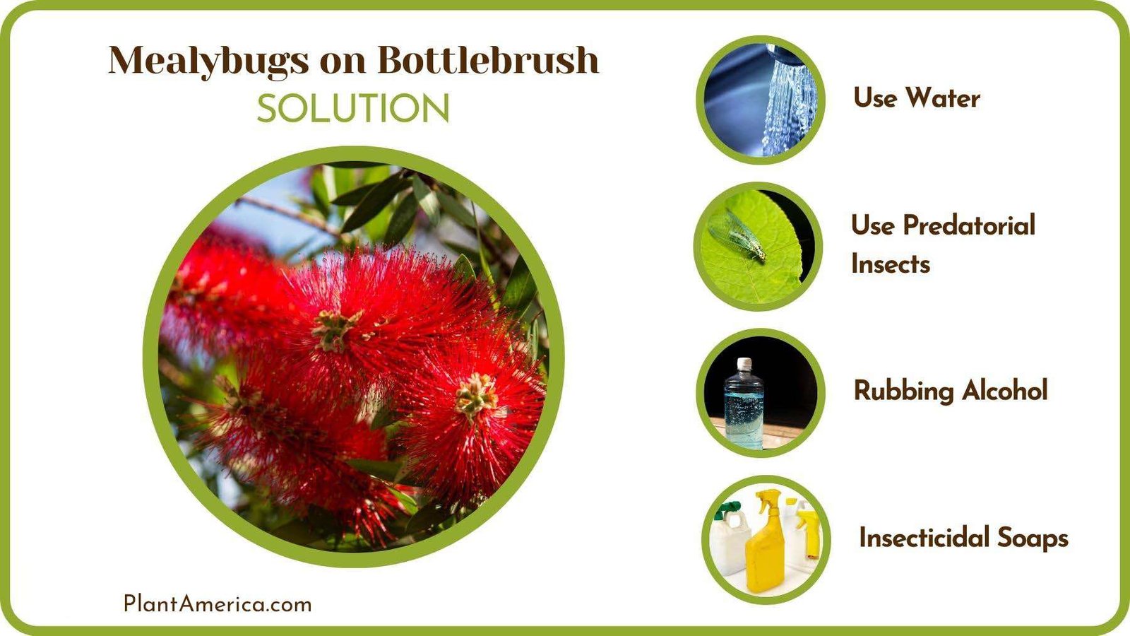 Cures of Mealybugs on Bottlebrush PlantAmerica