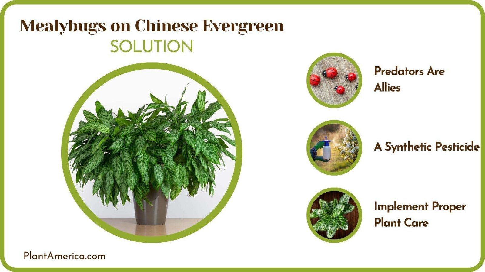 Cures of Mealybugs on Chinese Evergreen Plant America Cures of Mealybugs on Chinese Evergreen Plant America