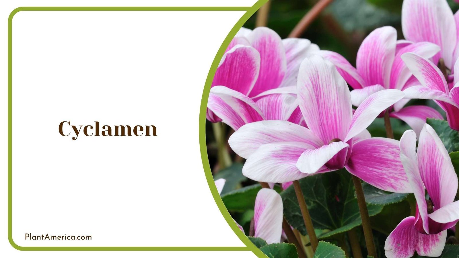 Cyclamen Blooms Plant America Cyclamen Blooms Plant America