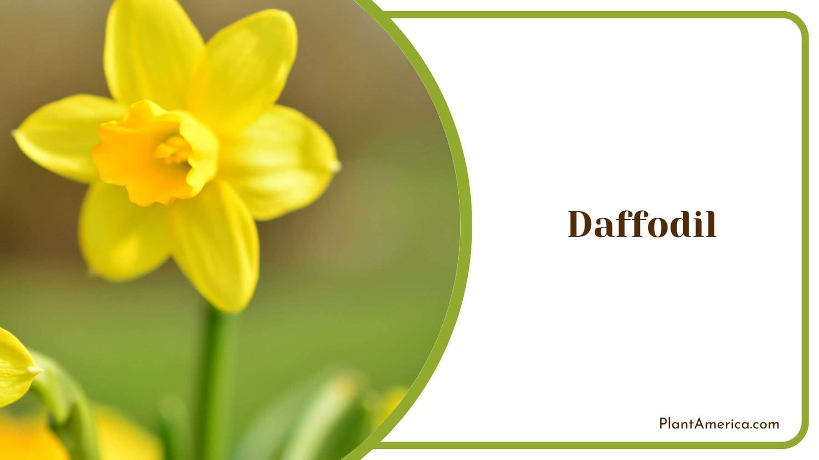 Daffodil Flowers Plant America