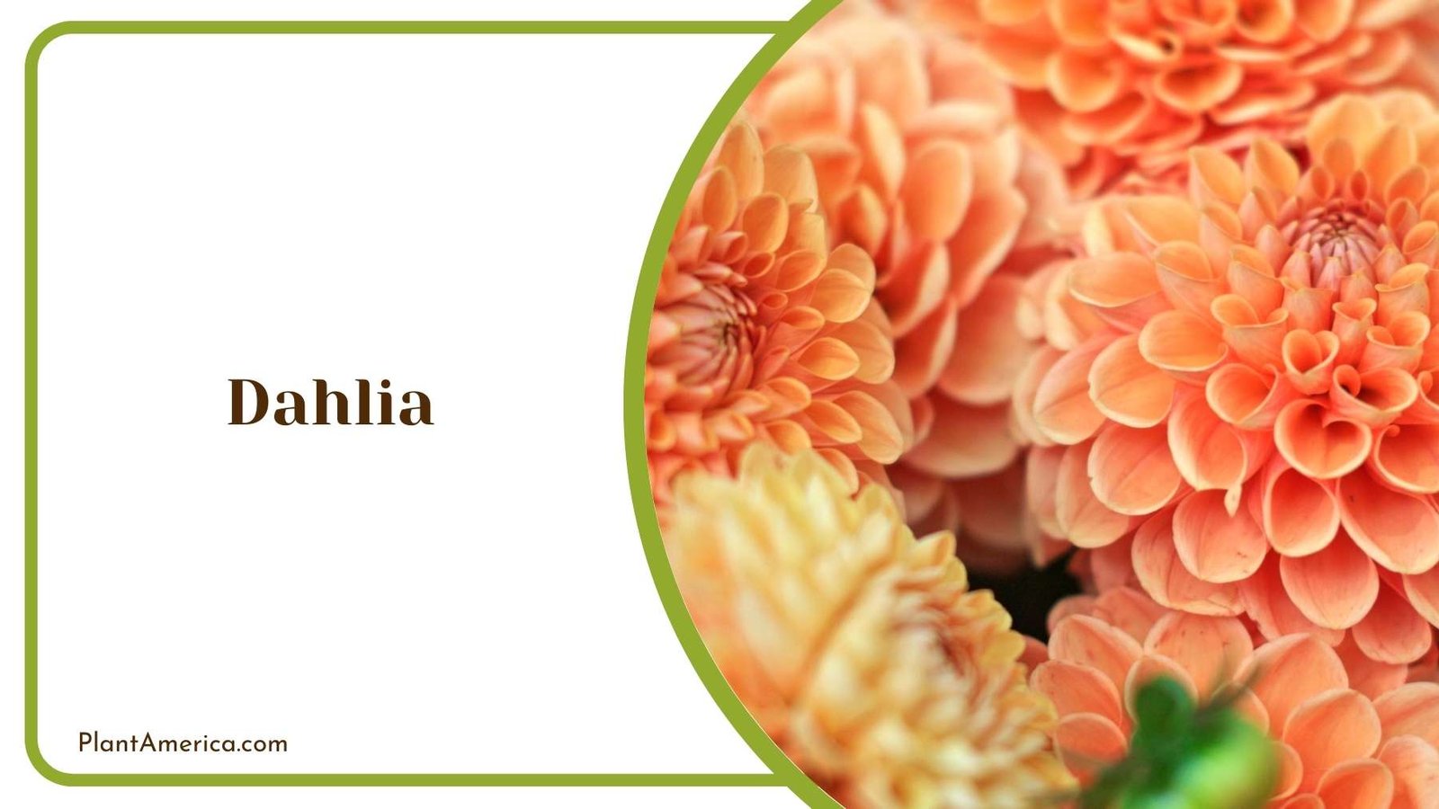 Dahlia Flower Plant America
