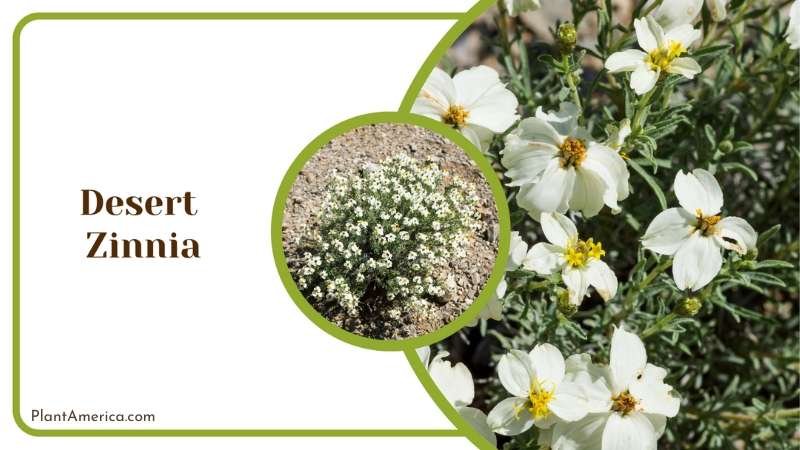 Dainty Desert Zinnia Plant America