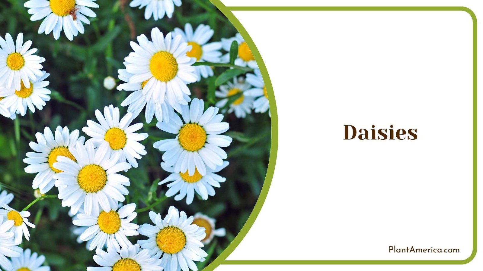 Daisies In Nature Plant America Daisies In Nature Plant America